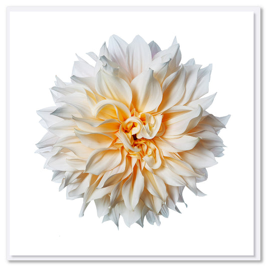 A stunning cream dahlia flower head on a white background .This beautiful greeting card is found at Golly Gosh Creations. Size 142 x 142 mm