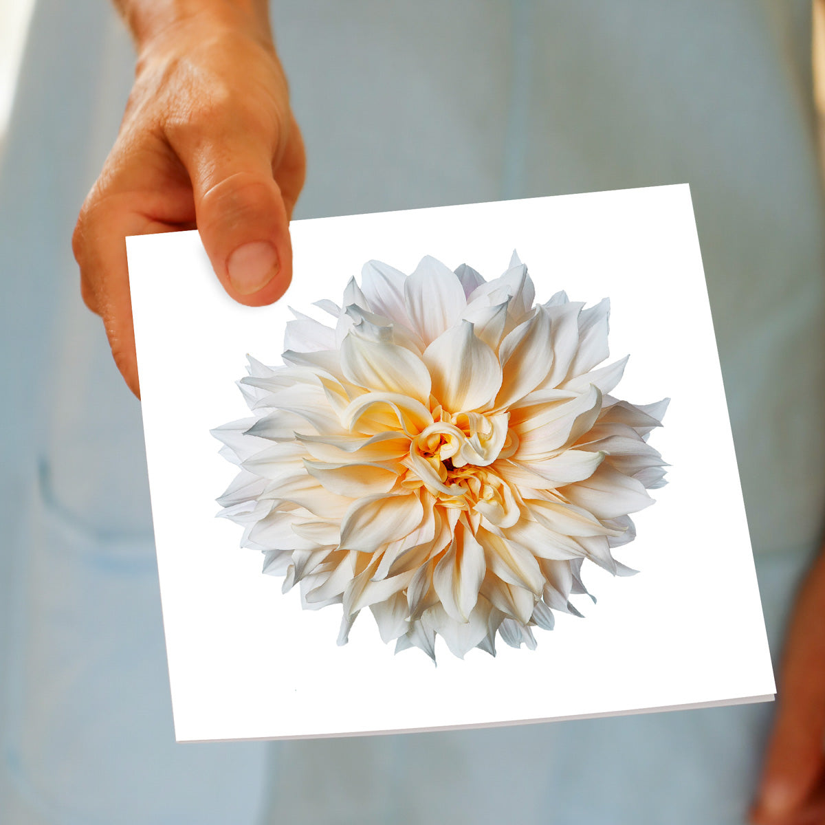 A hand held cream dahlia flower head greeting card from Golly Gosh Creations. A quality square card.