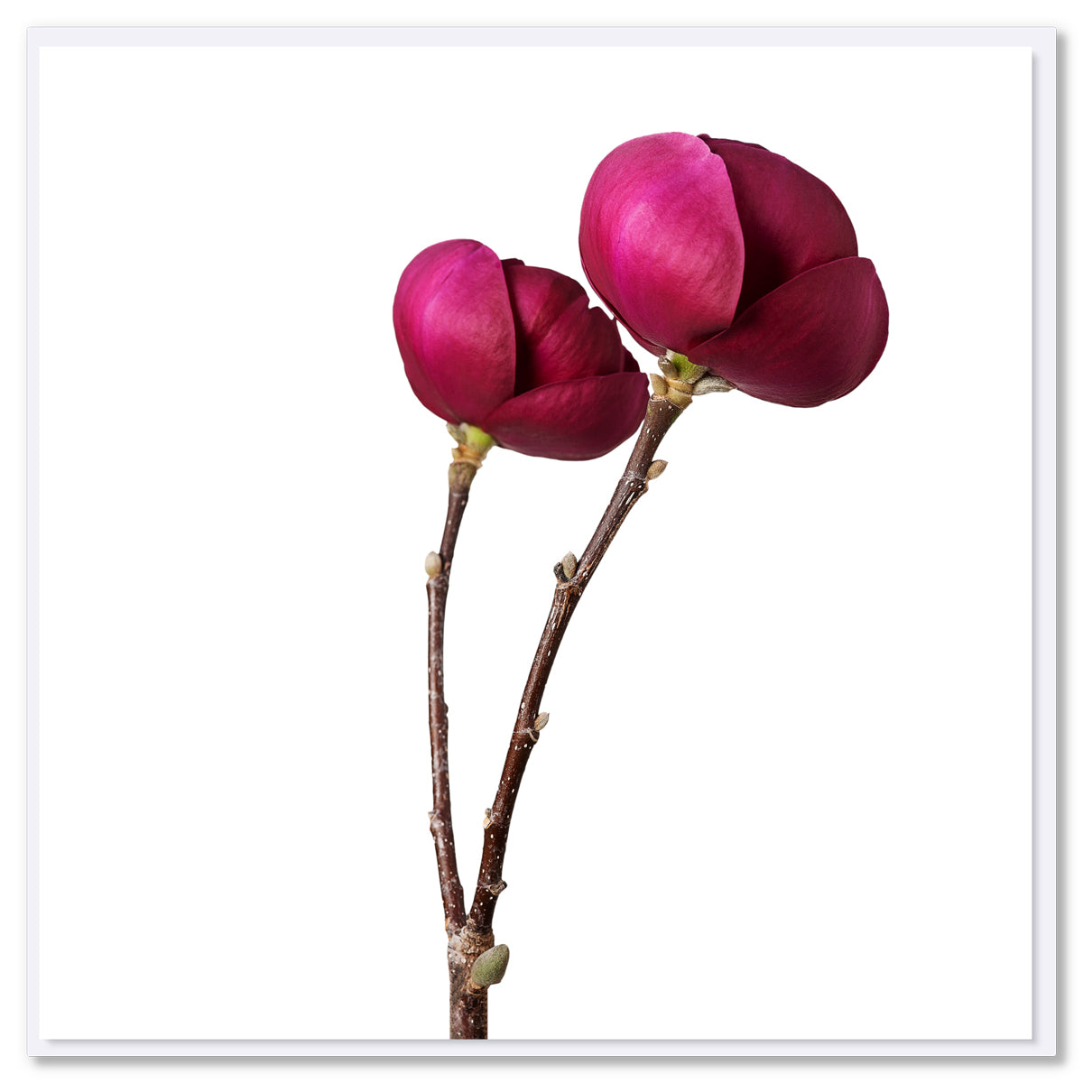 This peony stems greeting card is found at Golly Gosh Creations. A generous square card with luscious deep pink peony stems.