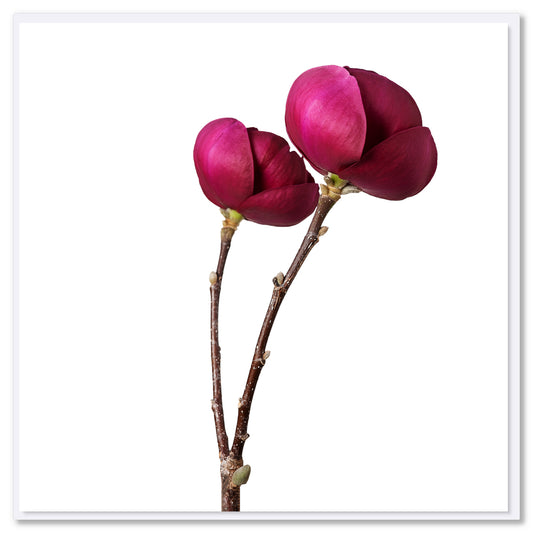 This peony stems greeting card is found at Golly Gosh Creations. A generous square card with luscious deep pink peony stems.