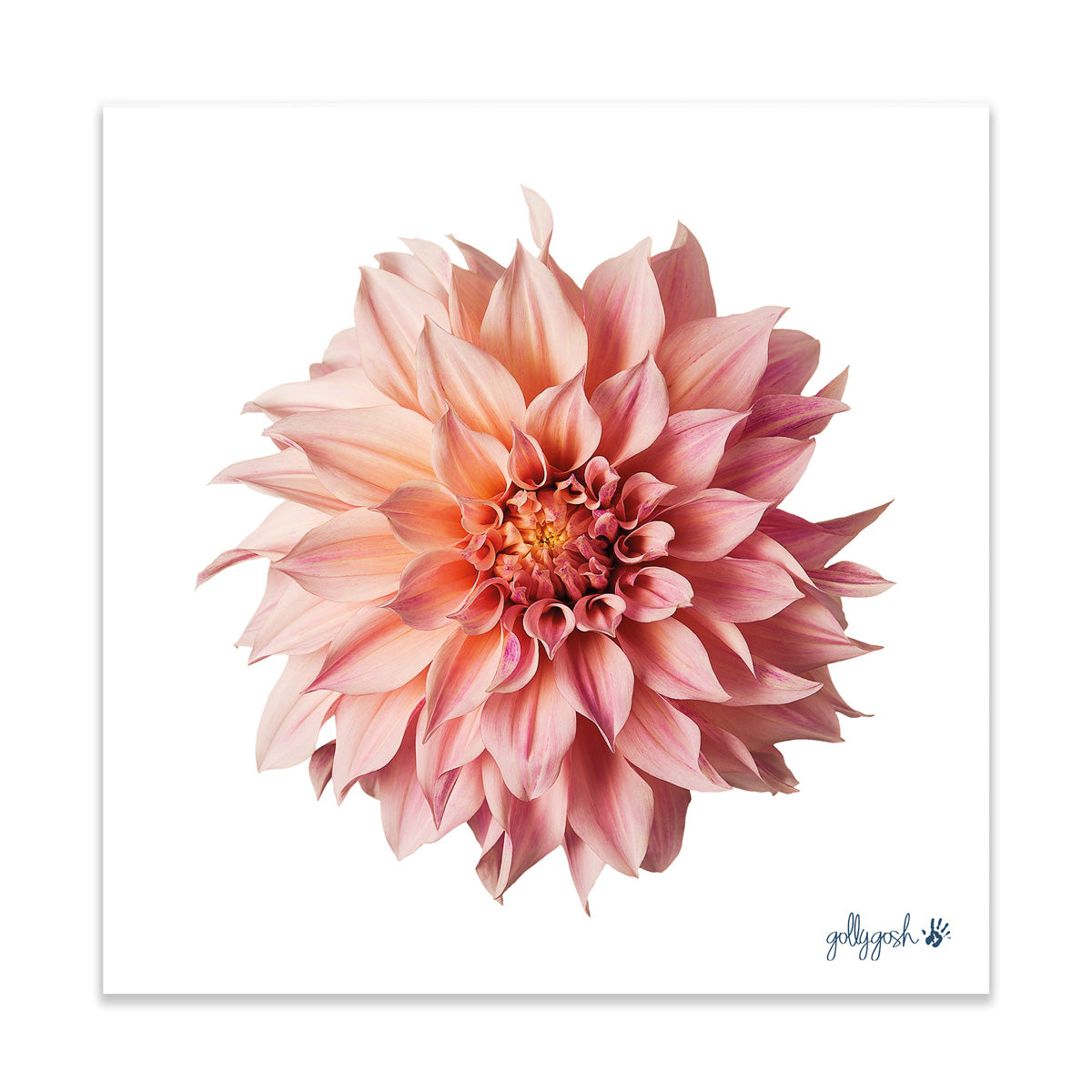 A soft pink dahlia flower fine art print from Golly Gosh Creations. Printed on quality white art paper. Three sizes available.
