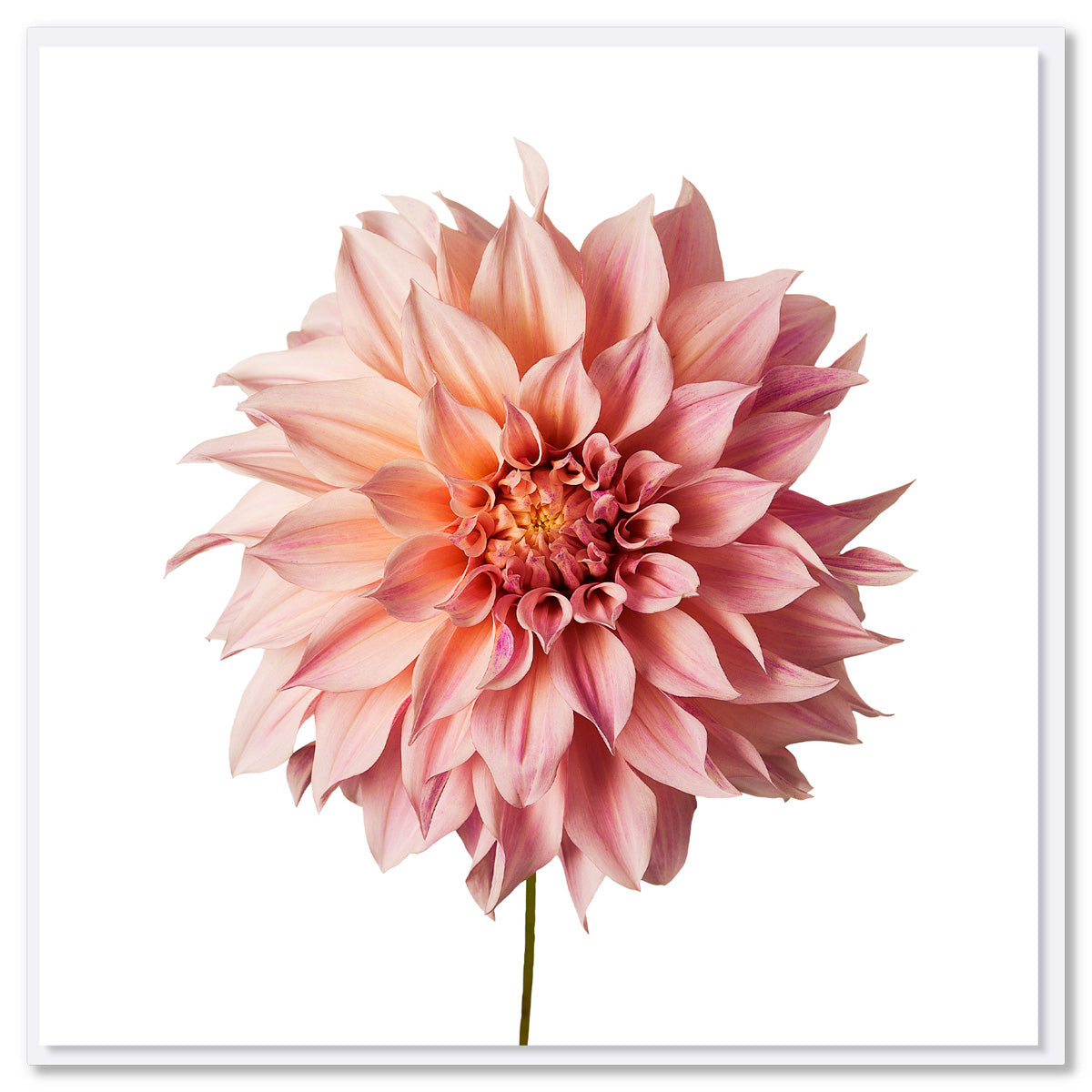 A pink dahlia flower greeting card from Golly Gosh Creations. Size 142 x 142 mm. A beautiful card with a soft pink dahlia flower on a white background.