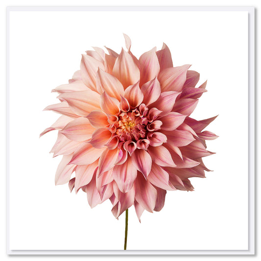 A pink dahlia flower greeting card from Golly Gosh Creations. Size 142 x 142 mm. A beautiful card with a soft pink dahlia flower on a white background.