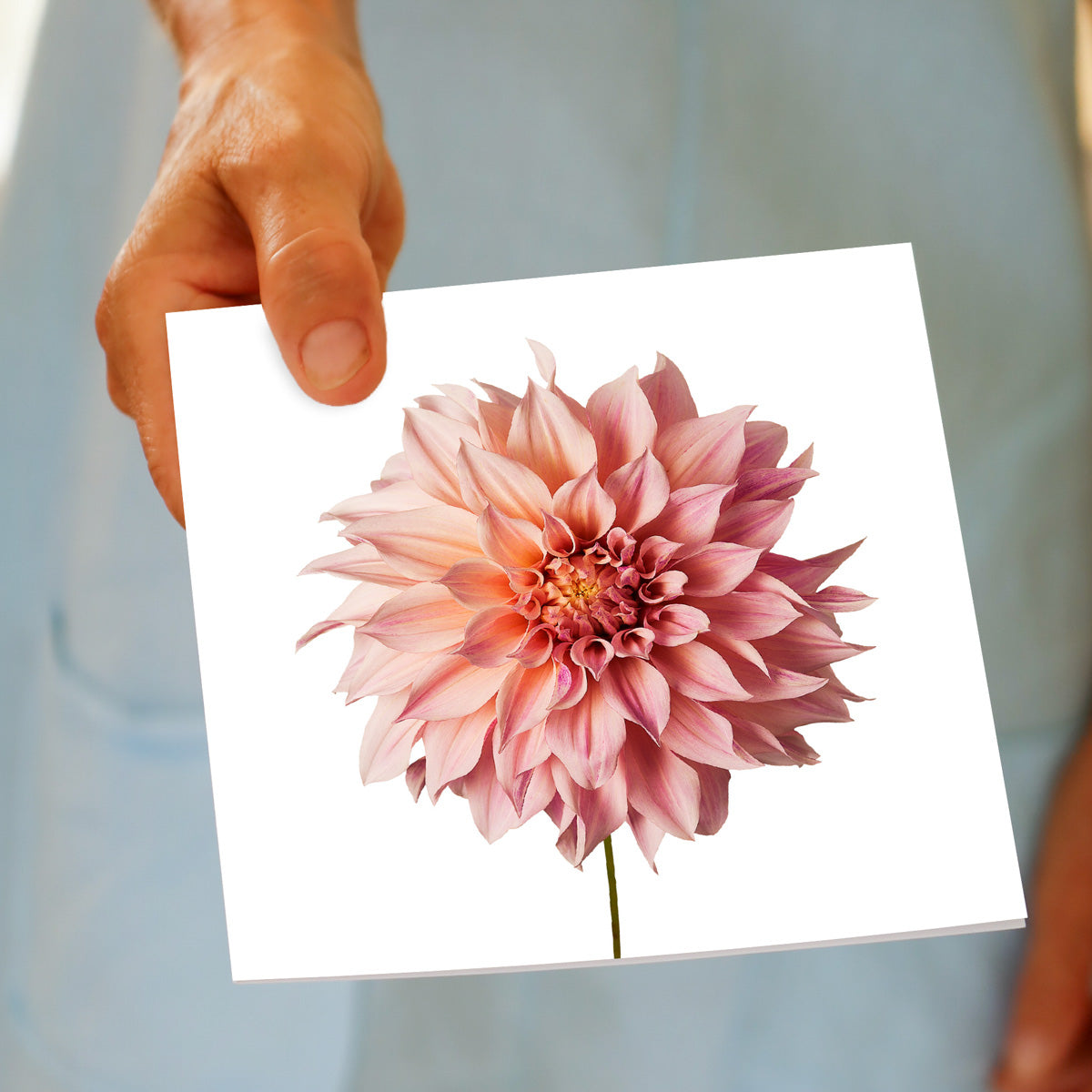 A pink dahlia flower greeting card from Golly Gosh Creations. This generous square card has a a soft pink dahlia flower on a white background.