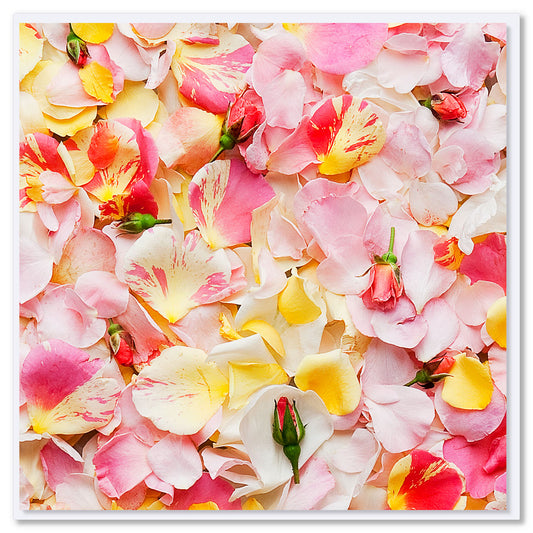 A pink rose petals greeting card from Golly Gosh Creations. A delightful arrangement of pretty pink rose petals and buds. Size 142 x 142 mm.