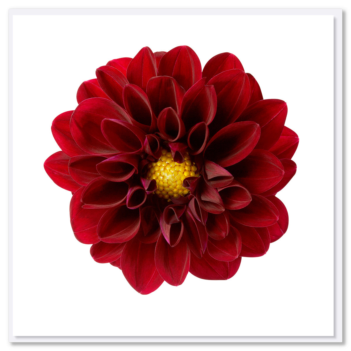 A red dahlia flower greeting card from Golly Gosh Creations.Size 142 x 142 mm. This alluring deep red  flower is on a white background.