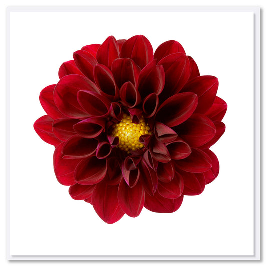 A red dahlia flower greeting card from Golly Gosh Creations.Size 142 x 142 mm. This alluring deep red  flower is on a white background.