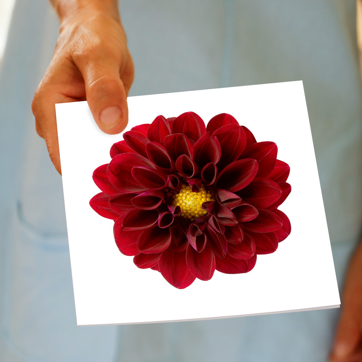 A hand held red dahlia flower greeting card from Golly Gosh Creations. This alluring deep red flower is on a white background. Size 142 x 142 mm.