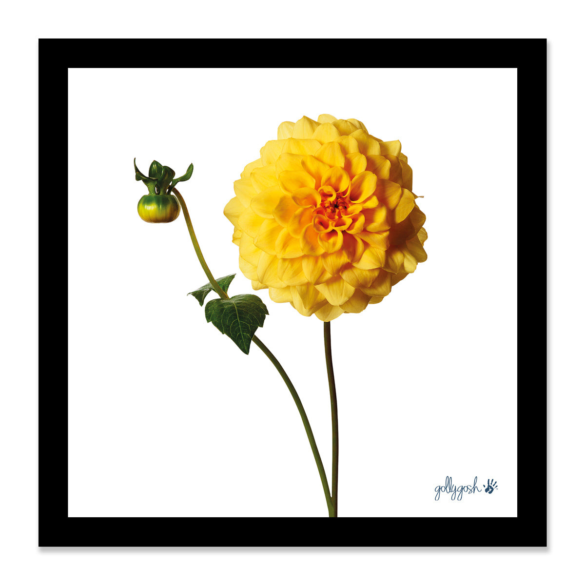 Mock up of a framed vibrant sunburst dahlia fine art print from Golly Gosh Creations. Available in three sizes ready for framing.