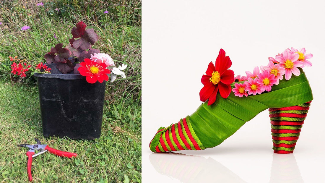 Unveiling the Magic:  Dahlia Shoe