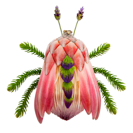 A creation in the making: Protea Bug