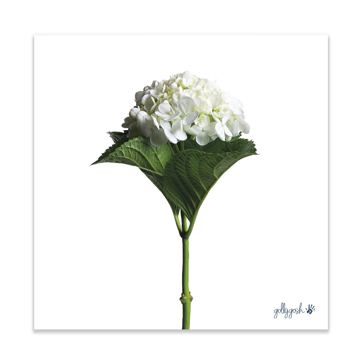 White Hydrangea Flower Fine Art Print