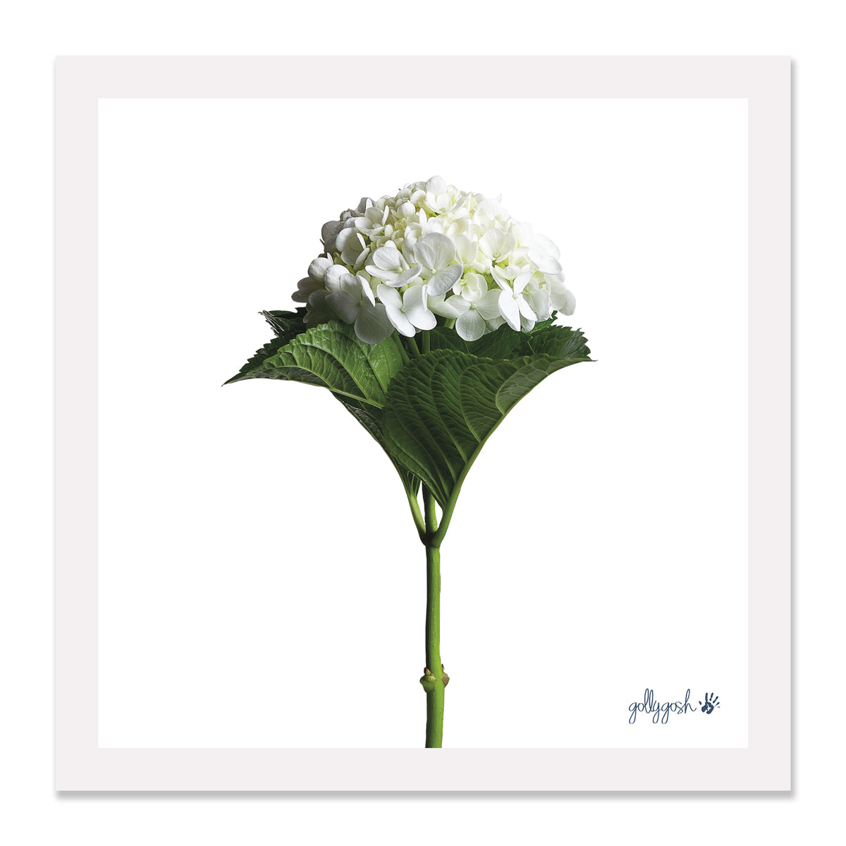 White Hydrangea Flower Fine Art Print