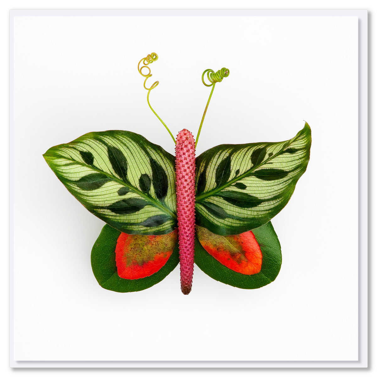 Peacock Leaf Butterfly Greeting Card