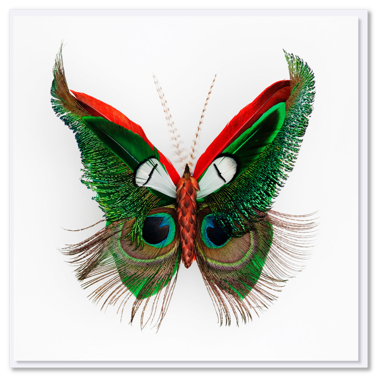 Feather Butterfly Greeting Card
