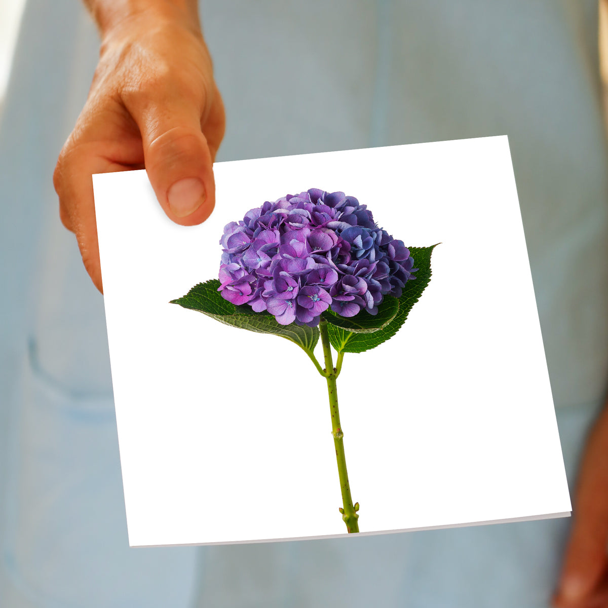 Purple Hydrangea Flower Greeting Card