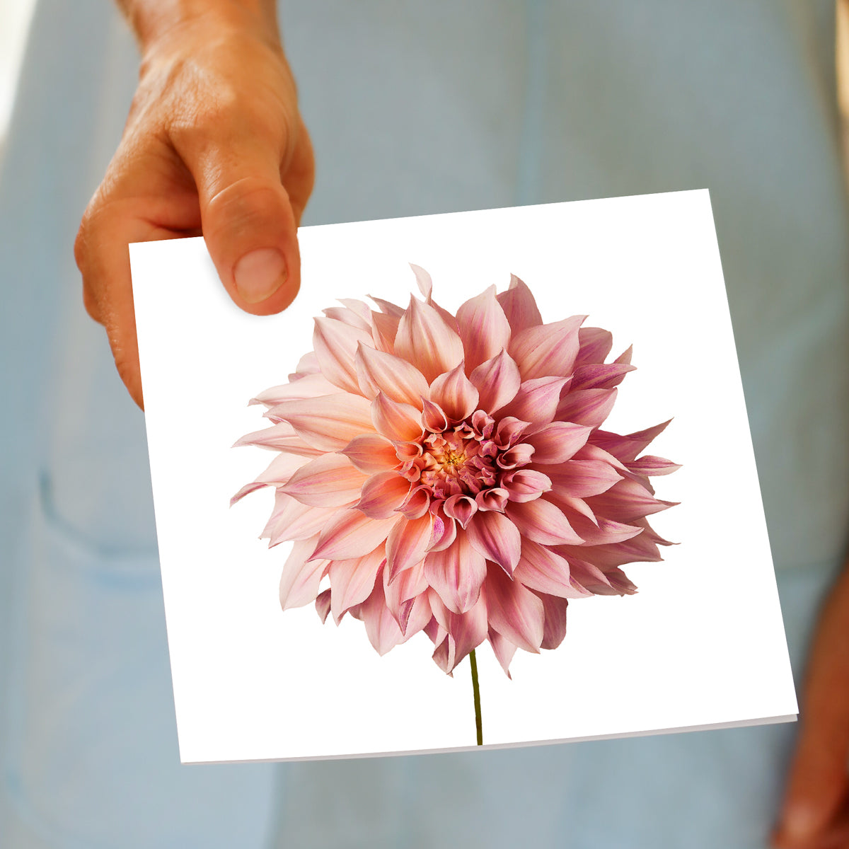Pink Dahlia Flower Greeting Card