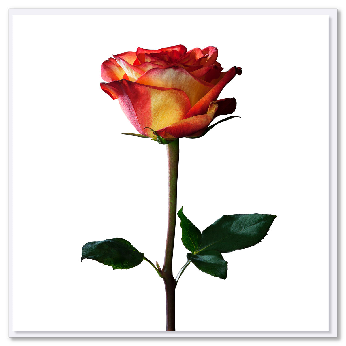 Colombian Rose Greeting Card