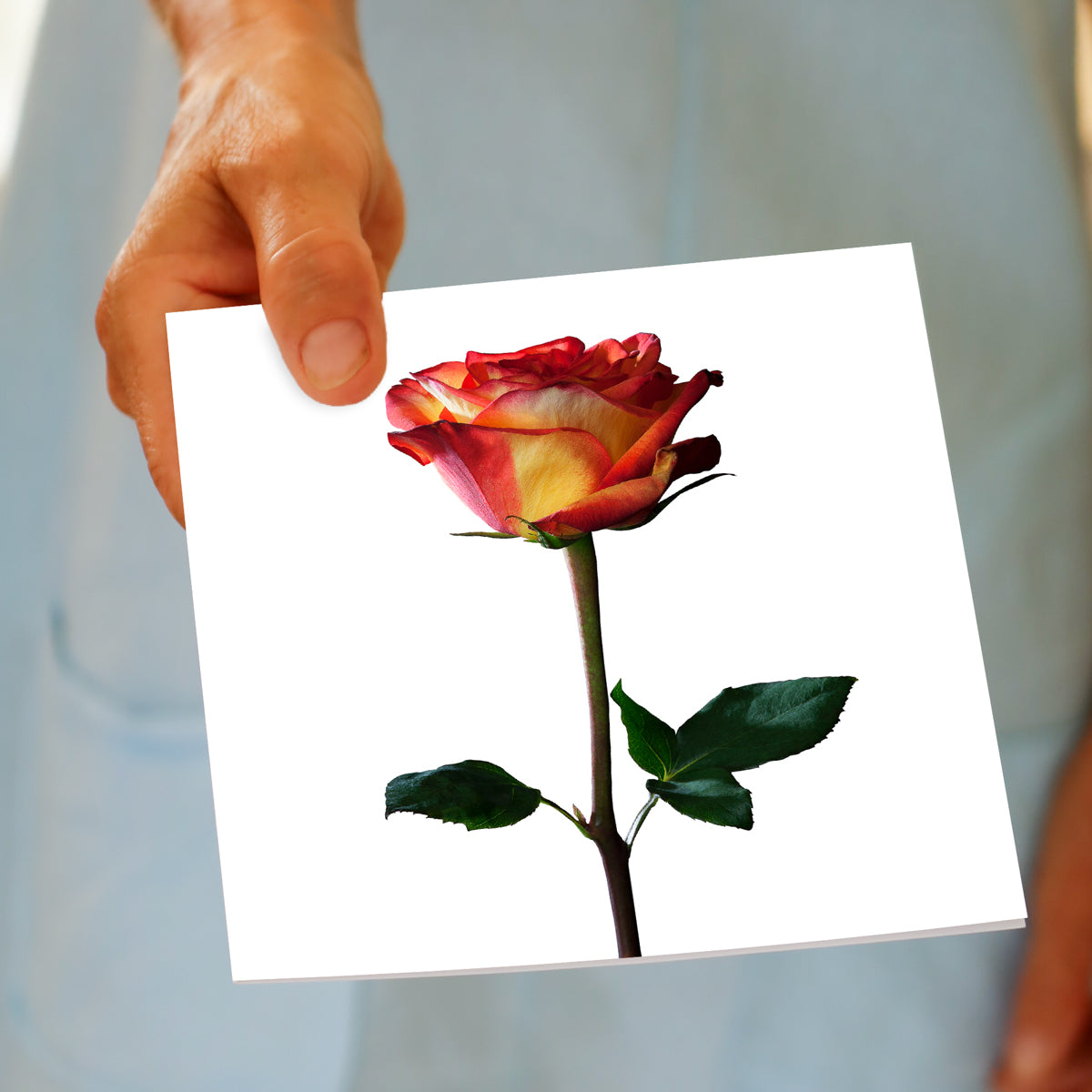 Colombian Rose Greeting Card