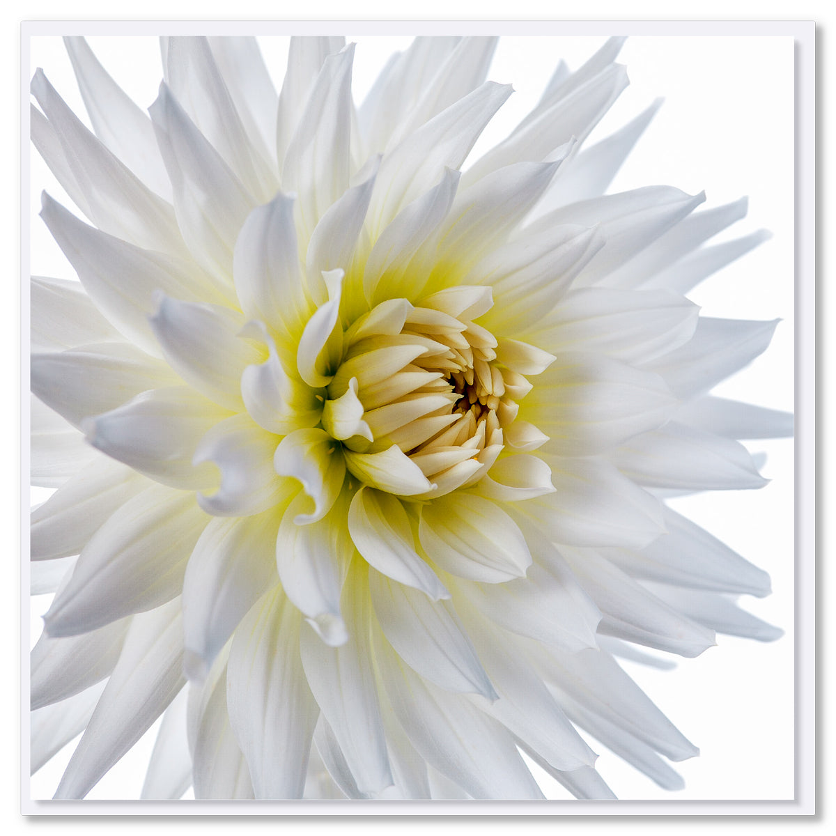 White Dahlia Flower Greeting Card