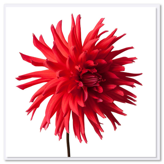 Red Star Dahlia Flower Greeting Card
