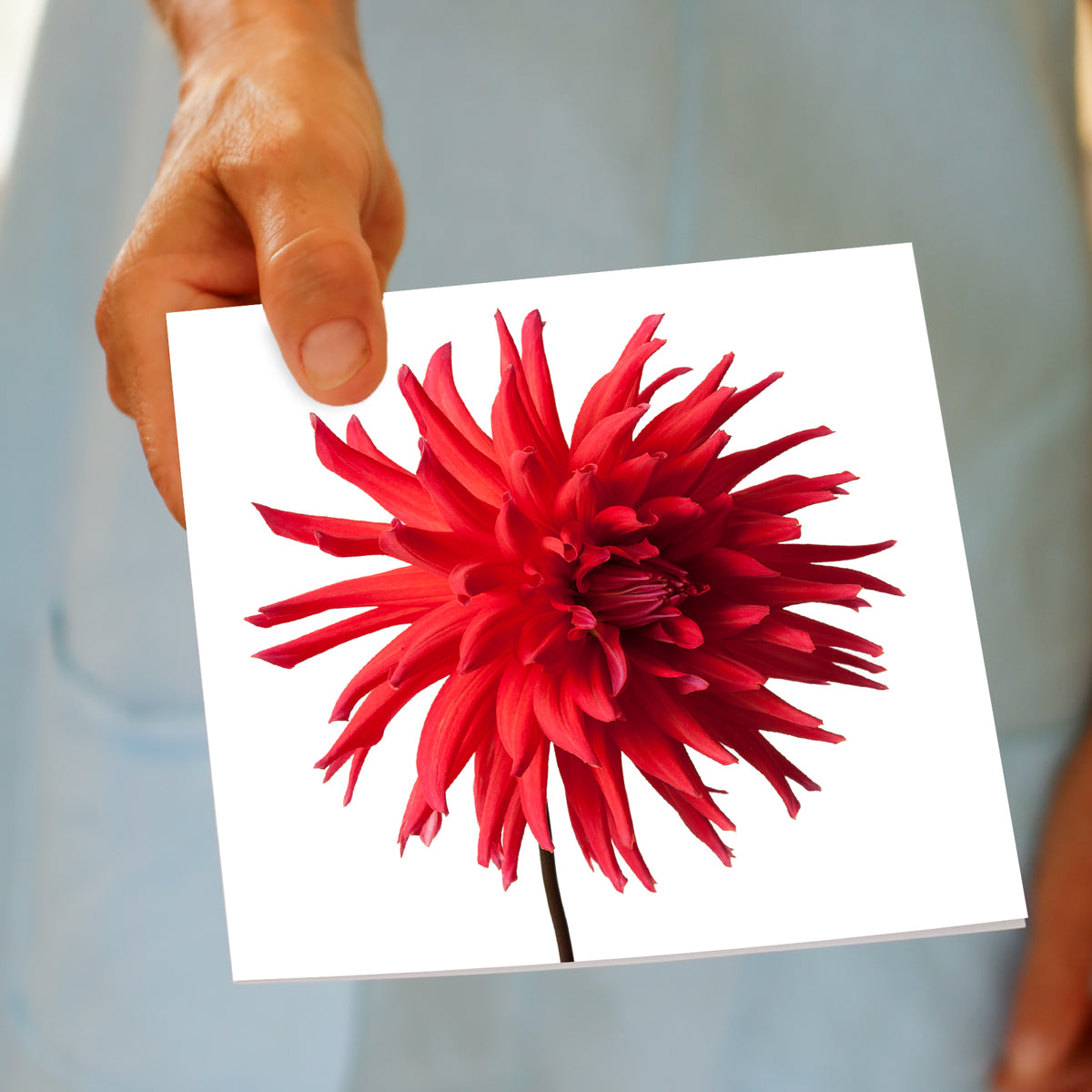 Red Star Dahlia Flower Greeting Card