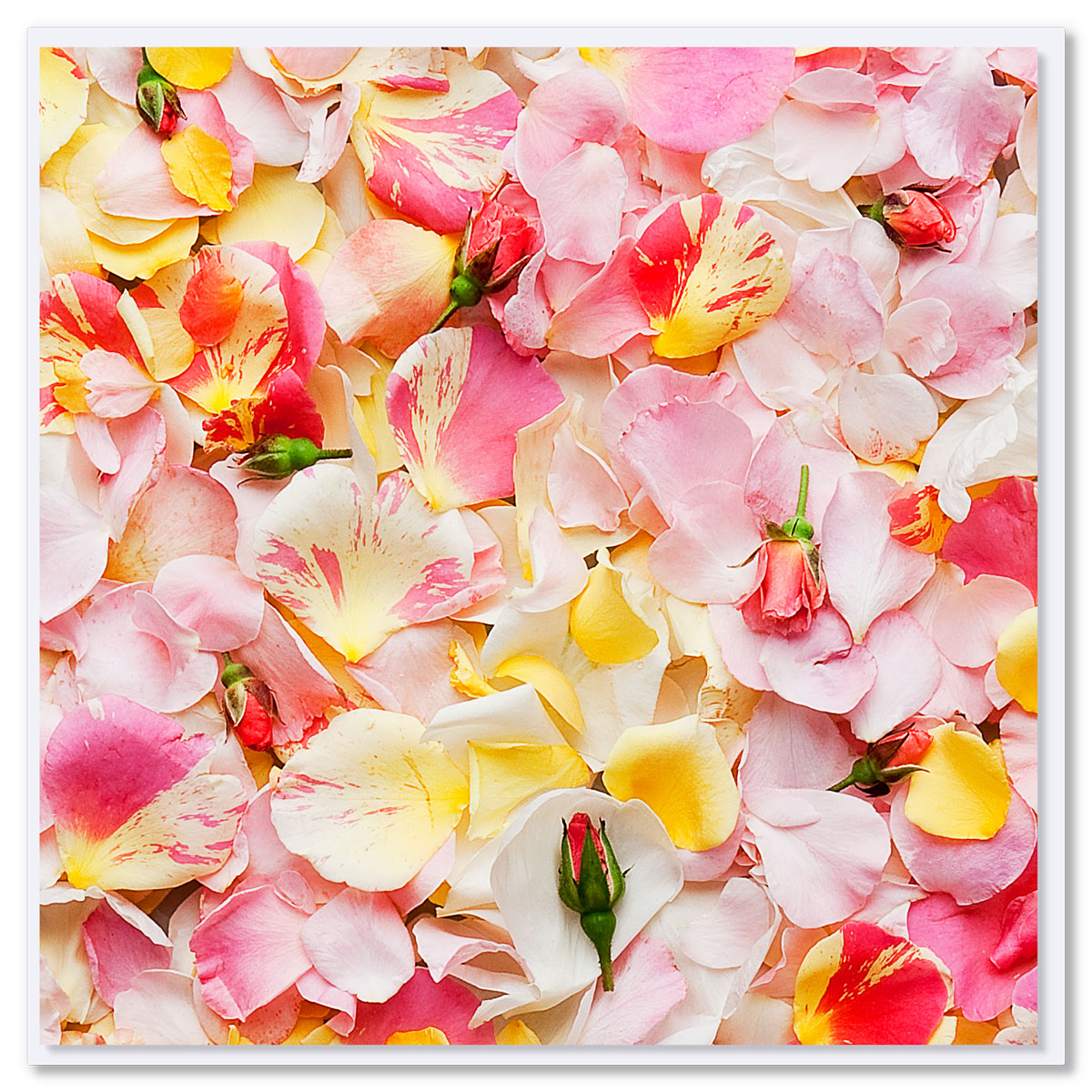 Pink Rose Floral Greeting Card