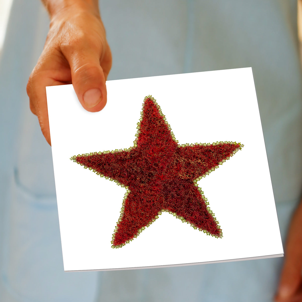Pohutukawa Star Greeting Card
