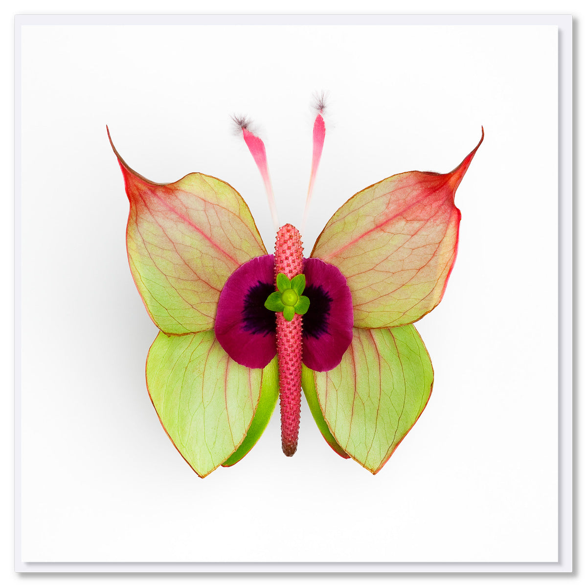 Colourful anthurium flower butterfly on a white background. Size 142 x 142mm. A quality greeting card found at Golly Gosh Creations.