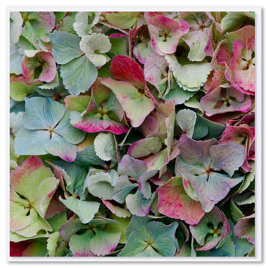 A quality greeting card with a beautiful blue hydrangea petal arrangement Found at Golly Gosh Creations.Size 142 x 142mm. 