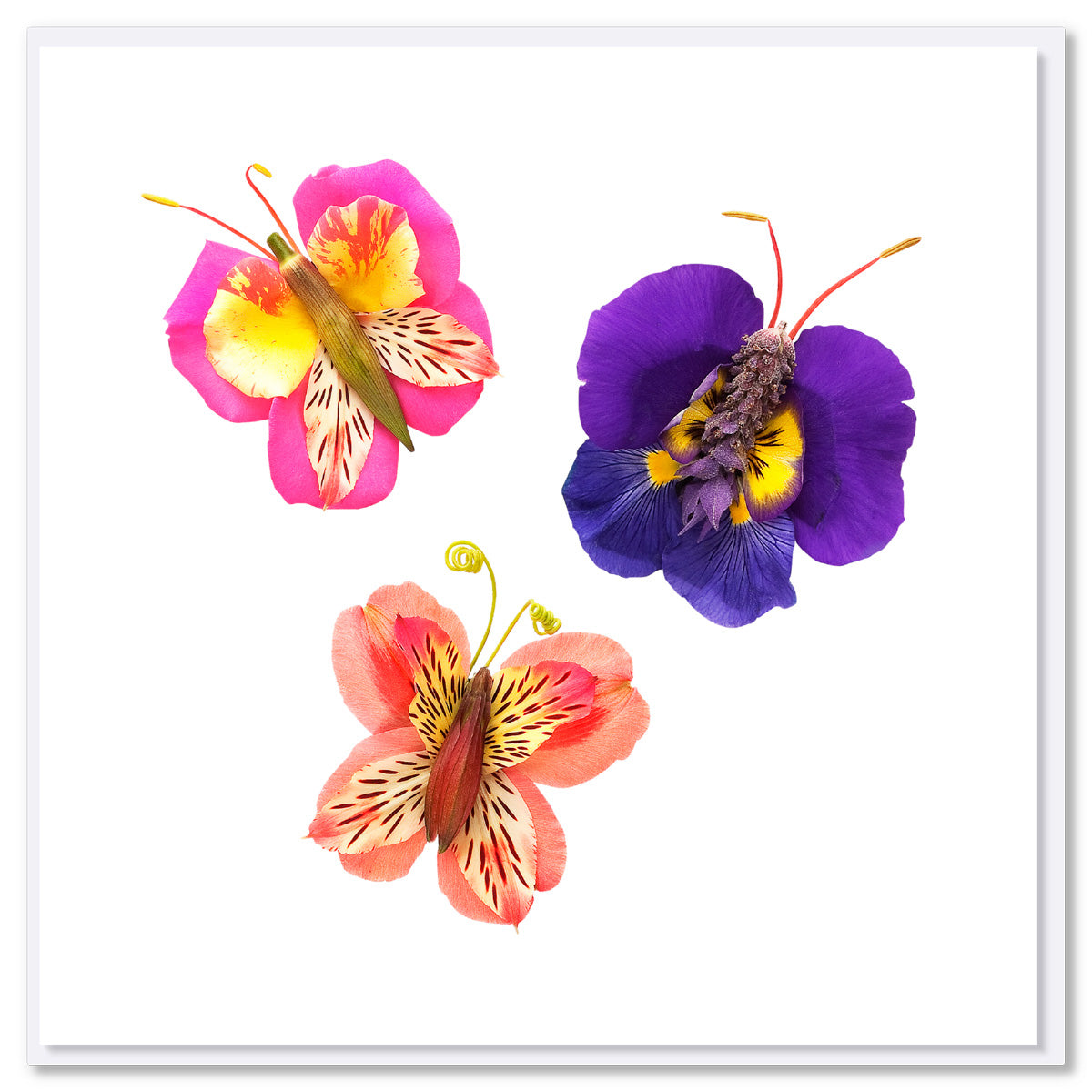 This colourful trio of butterflies is handcrafted from fresh flower petals on a white background. A quality greeting card from Golly Gosh Creations. Size 142 x 142 mm