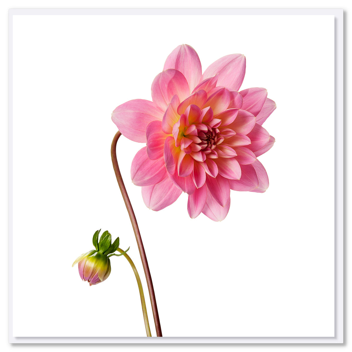 An exquisite pink dahlia and bud greeting card found at Golly Gosh Creations. Size 142 x 142 mm