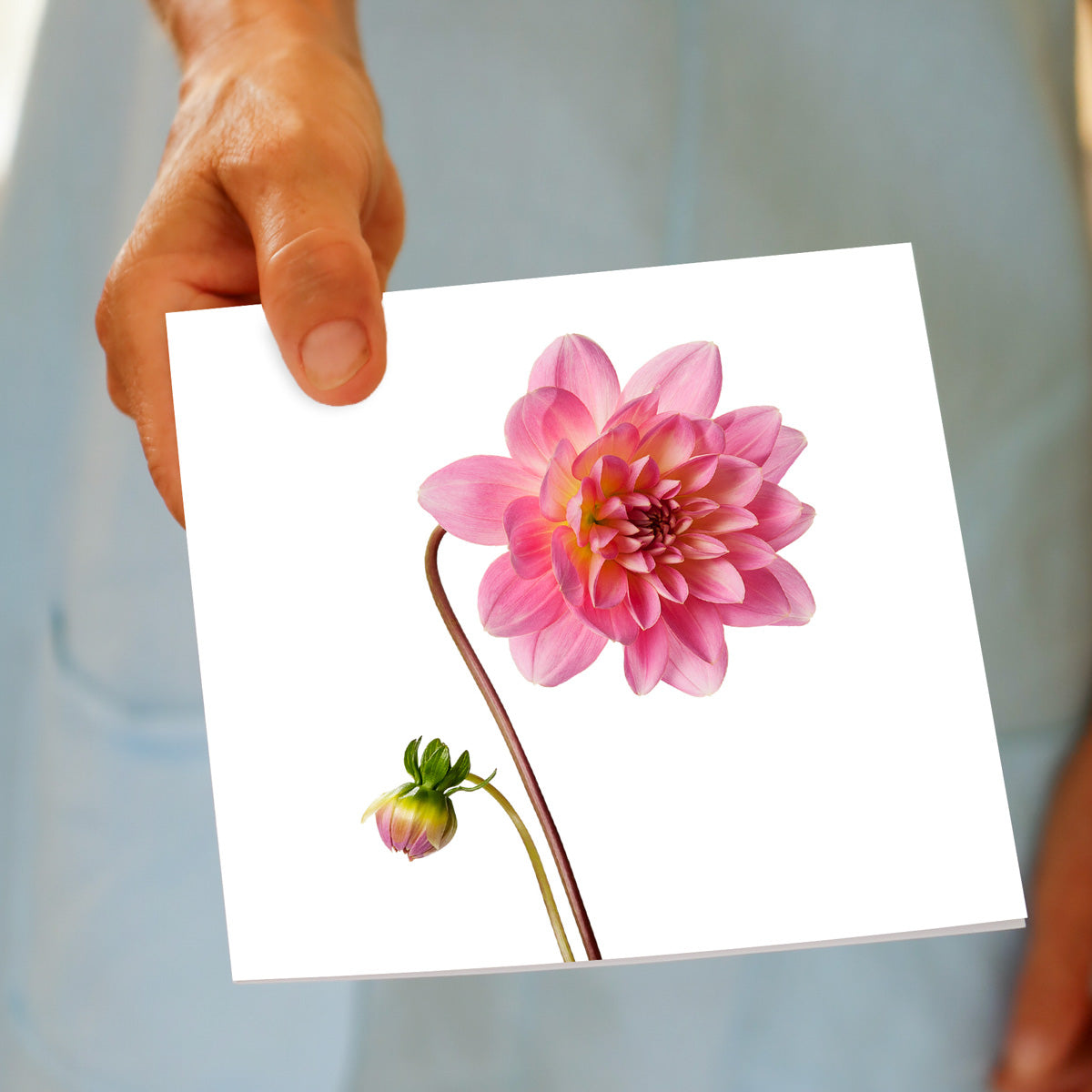 A hand held greeting card with a stunning pink dahlia head plus it's cute bud. This quality square card is from Golly Gosh Creations.
