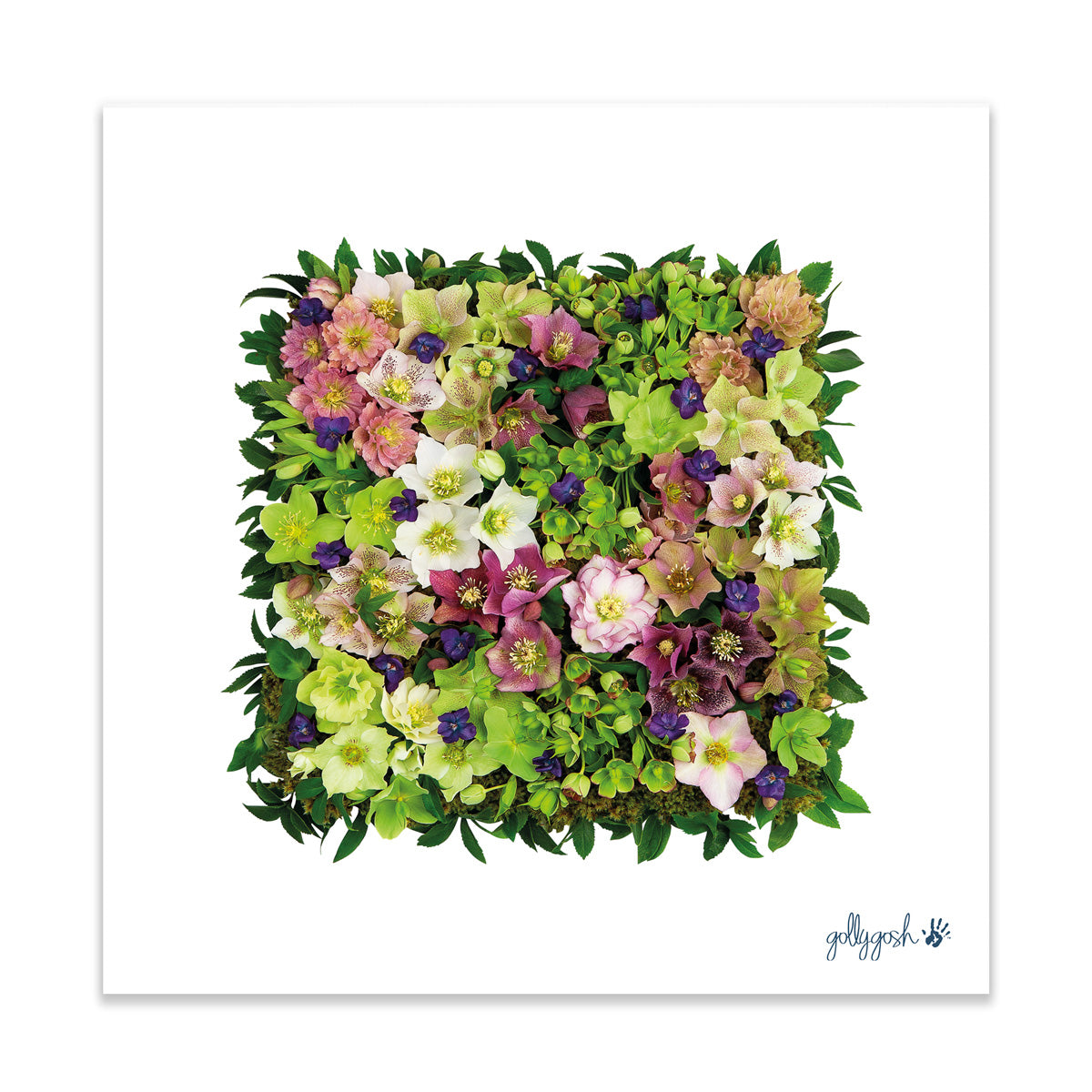 A pretty helleborus square fine art print from Golly Gosh Creations. Crafted from sweet blooms. Printed on quality white art paper. Three sizes available.