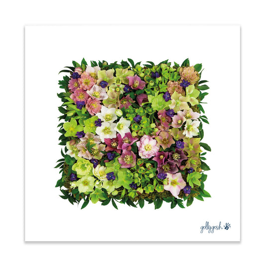 A pretty helleborus square fine art print from Golly Gosh Creations. Crafted from sweet blooms. Printed on quality white art paper. Three sizes available.