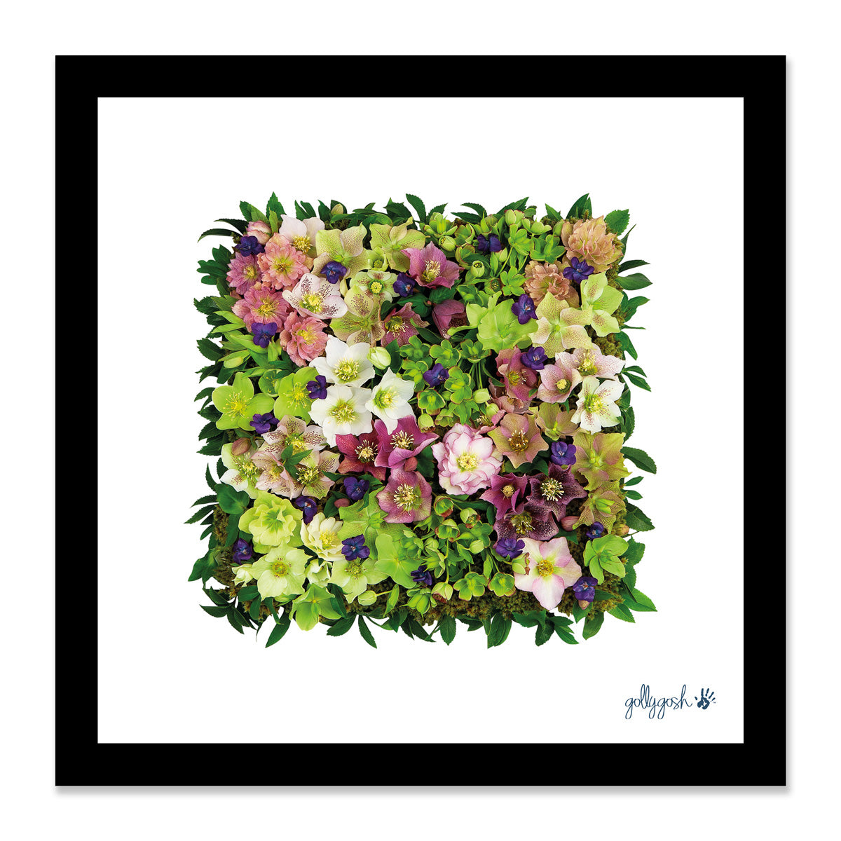 Mock up of a framed helleborus square fine art print from Golly Gosh Creations. Available in three sizes ready for framing. 
