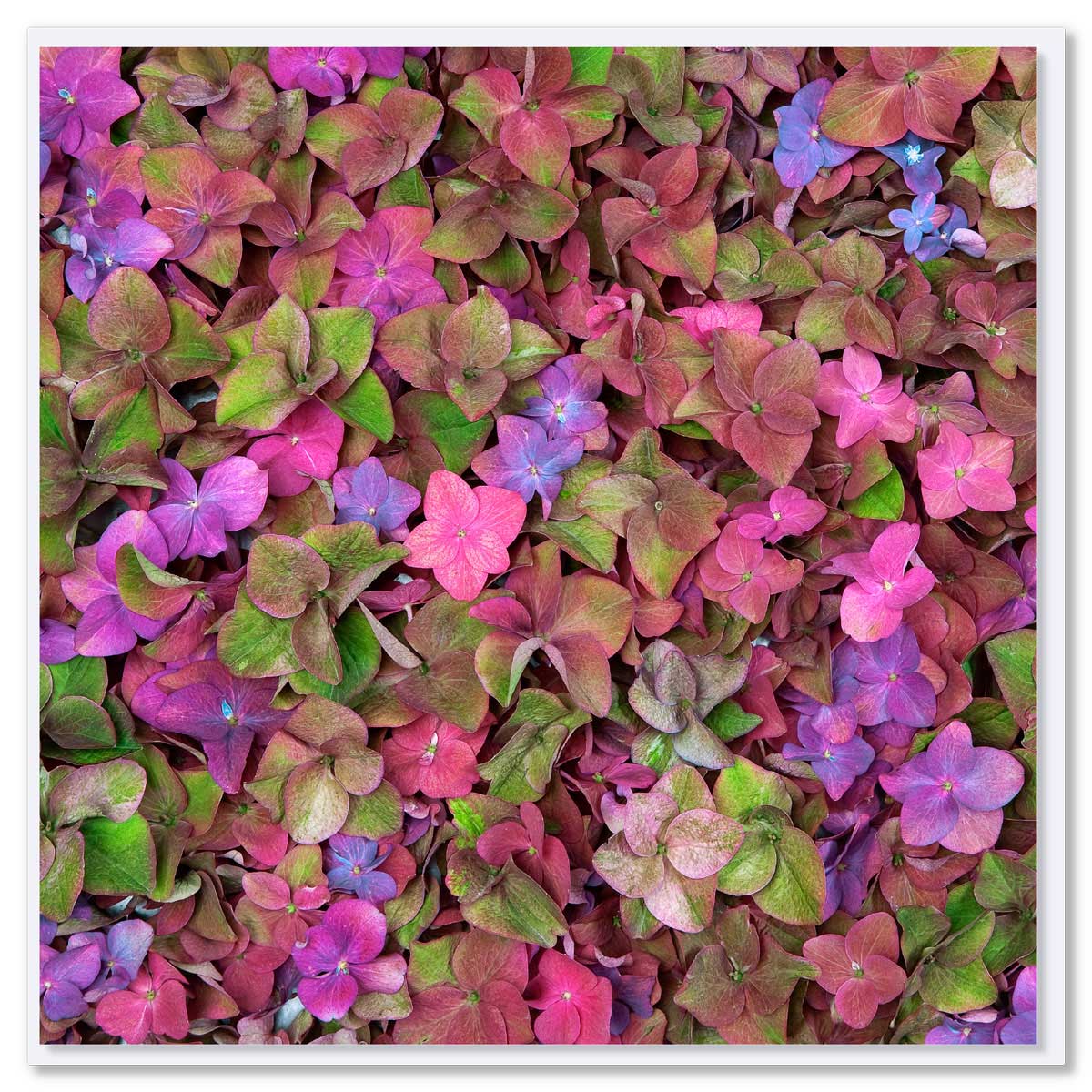 A hydrangea petal greeting card found at Golly Gosh Creations. A pretty arrangement of pink, purple & green hydrangea petals. Size 142 x 142 mm