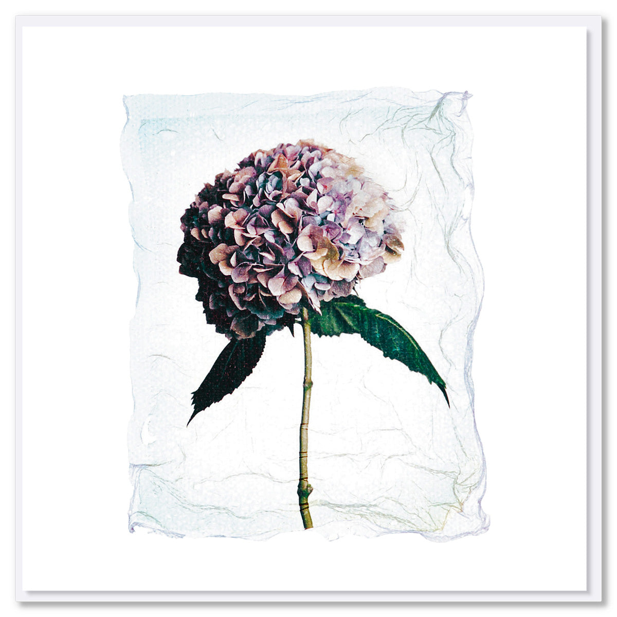 A hydrangea polaroid greeting card from Golly Gosh Creations. A quality square card using a sophisticated technique of Polaroid emulsion lift.