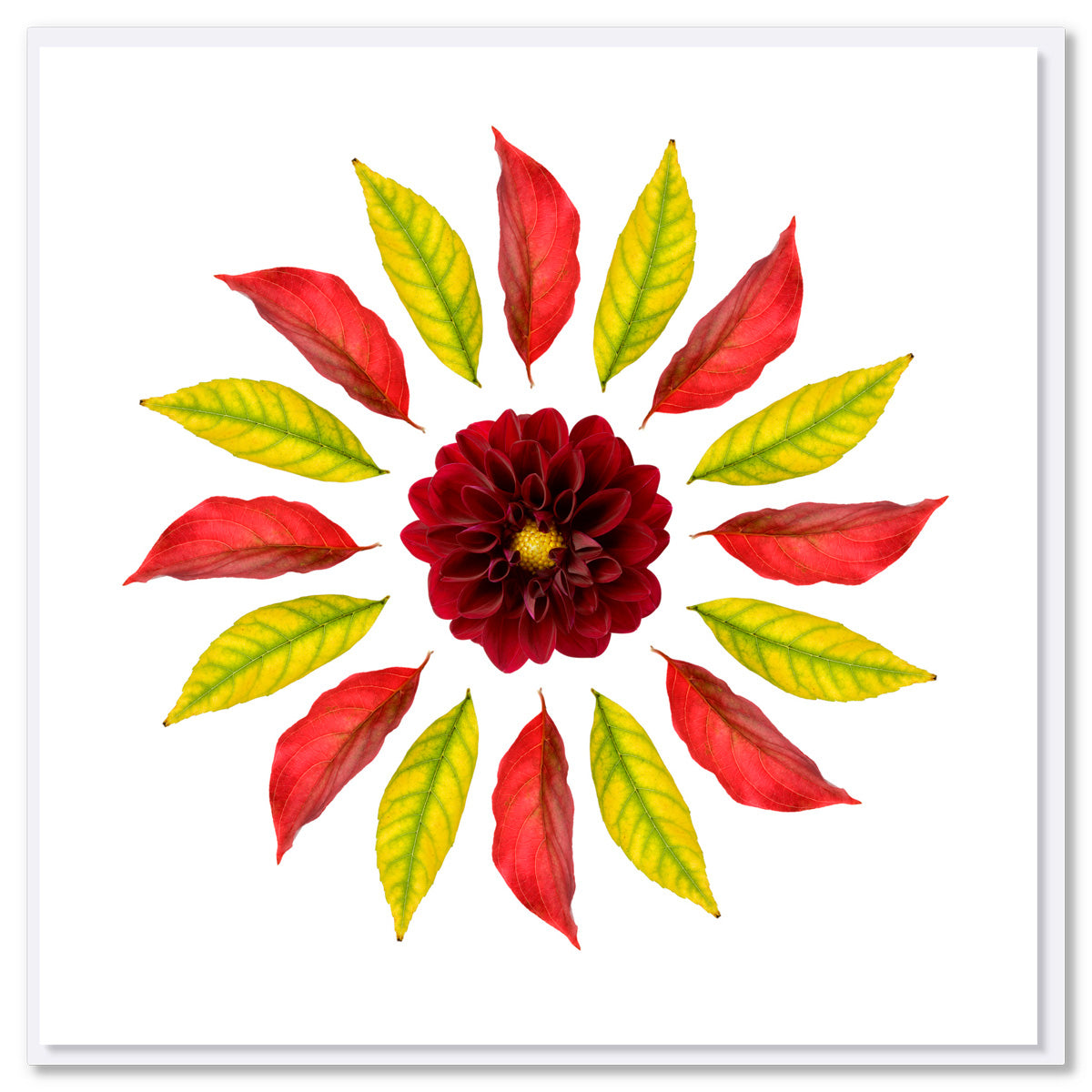 A leaf circle greeting card from Golly Gosh Creations. Size 142 x 142 mm. Created from a rich dahlia flower surrounded by vibrant autumn leaves .