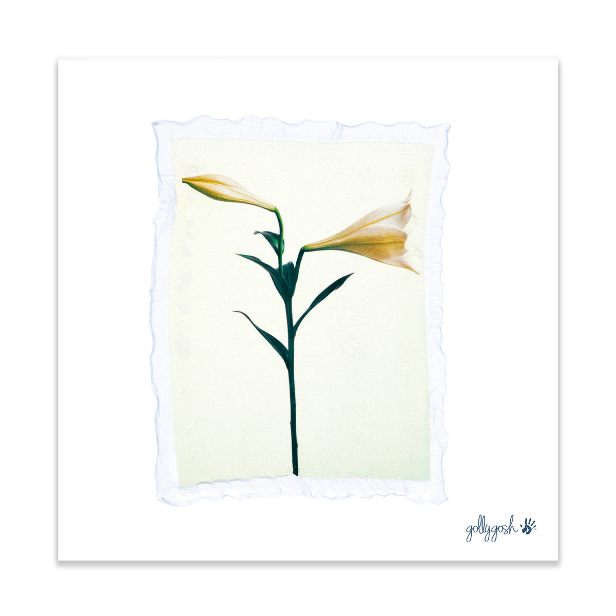 A lily polaroid fine art print from Golly Gosh Creations. Printed on quality white art paper. Three sizes available.