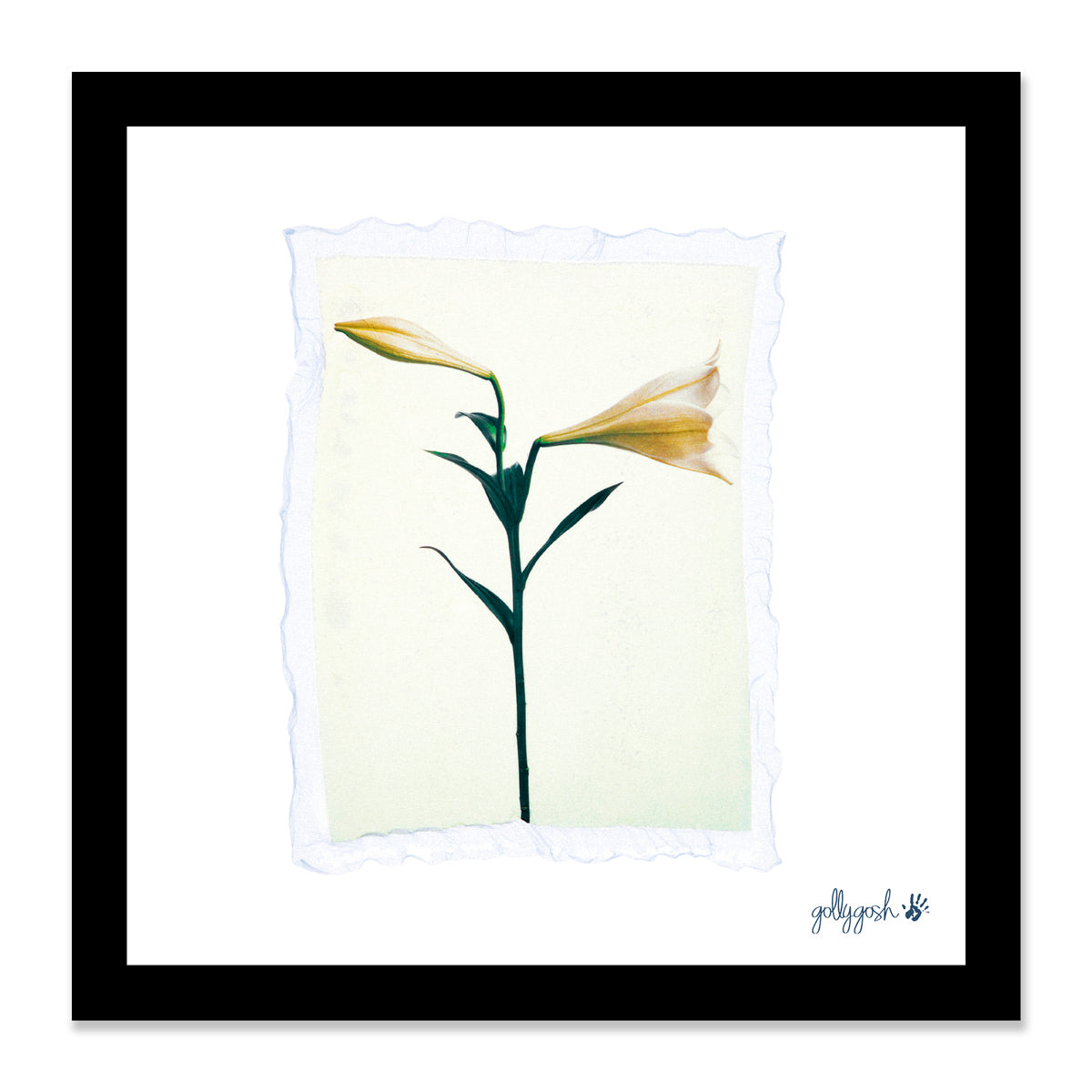 Mock up of a framed lily polaroid fine art print from Golly Gosh Creations. Available in three sizes ready for framing. 