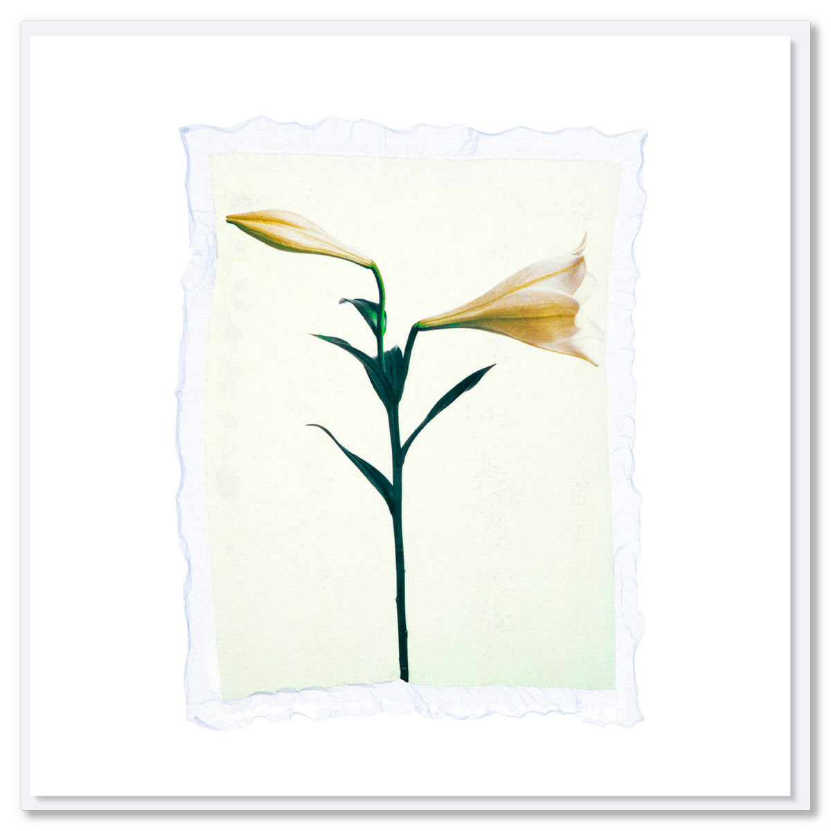 A lily polaroid greeting card from Golly Gosh Creations. A generous square card with a unique polaroid emulsion lift technique of a white lily.