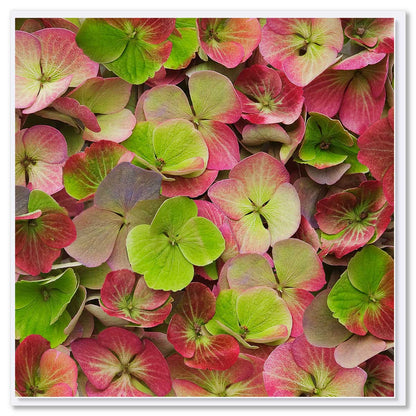 A lime hydrangea petals greeting card from Golly Gosh Creations. This generous square card has a delightful arrangement of lime hydrangea petals.