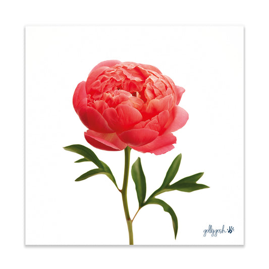 A colourful coral peony flower fine art print from Golly Gosh Creations. Printed on quality white art paper. Three sizes available.