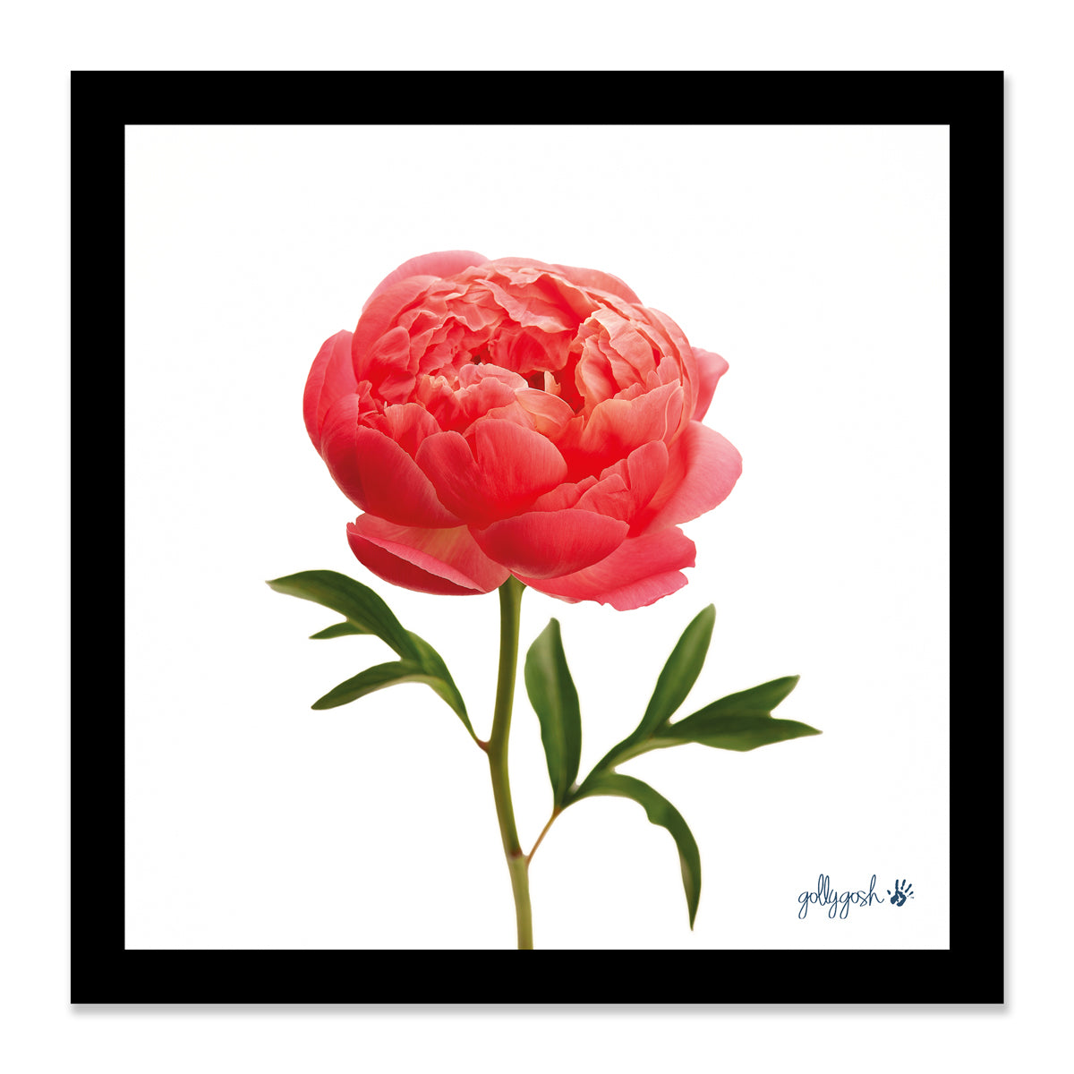 Mock up of a framed peony flower fine art print from Golly Gosh Creations. Available in three sizes ready for framing. 
