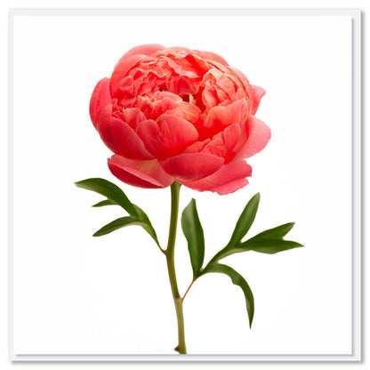 A peony flower greeting card from Golly Gosh Creations. Size 142 x 142 mm. A stunning card with a vibrant coral peony flower.