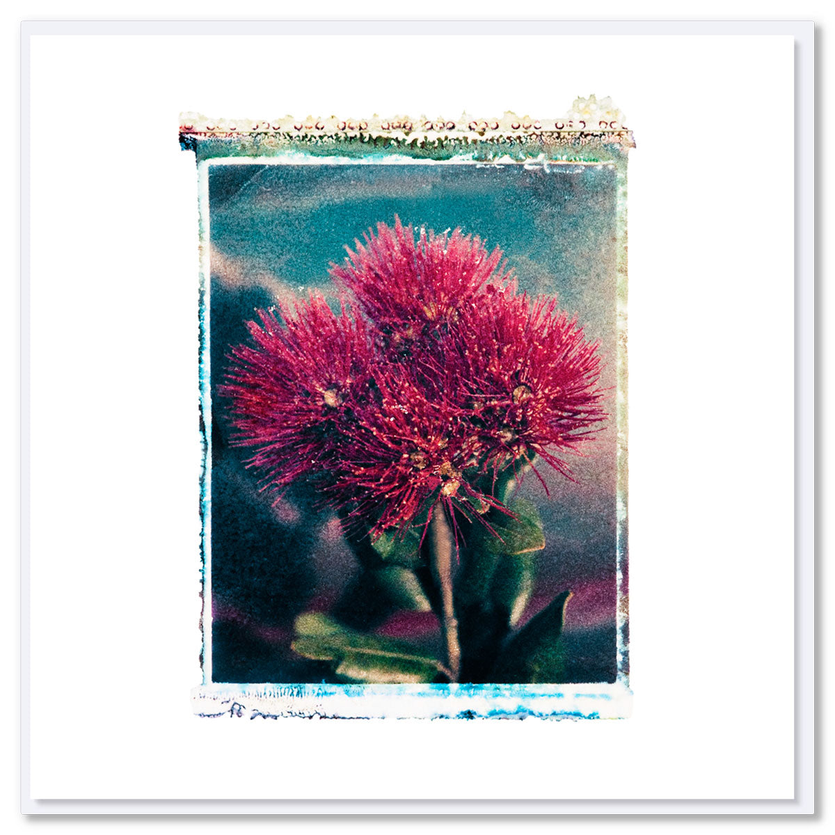 Artistic Christmas card featuring NZ pohutukawa flowers in vivid red against turquoise backdrop with characteristic rough-edged Polaroid transfer border