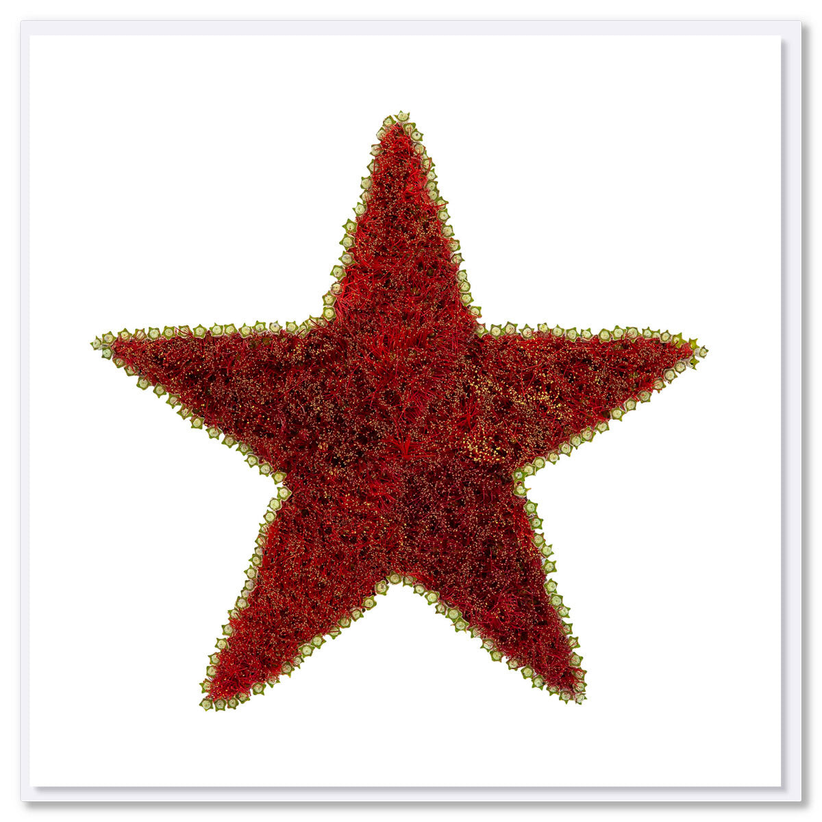 A pohutukawa star greeting card from Golly Gosh Creations. Size 142 x 142 mm. Created from vibrant flowers of the iconic New Zealand tree.