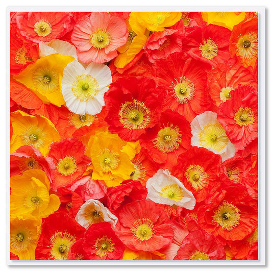 This poppies greeting card is found at Golly gosh Creations. A generous square card with a stunning arrangement of vibrant orange and yellow poppies.