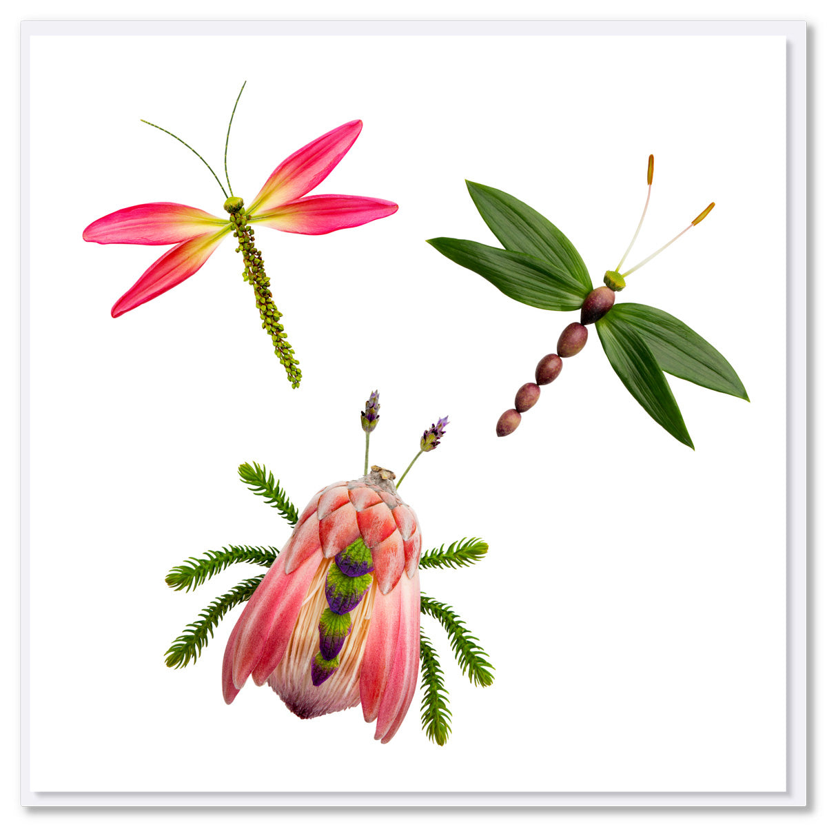 Floral bug and dragonflies quality greeting card from Golly Gosh Creations. Created from fresh flowers on a white background. Size 142 x 142 mm